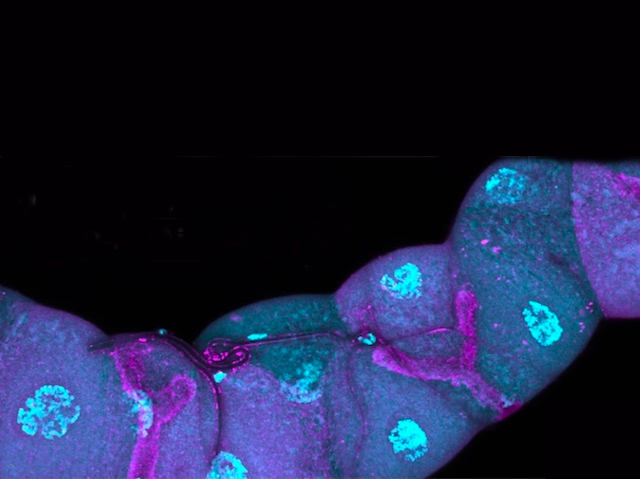 Cèl·lules del sistema renal de la mosca del vinagre formant un tub