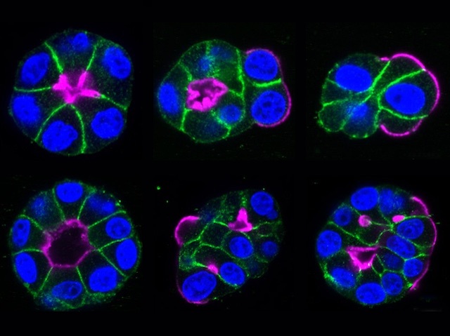 grups de cèl·lules epitelials amb les unions estretes marcades fluorescentment