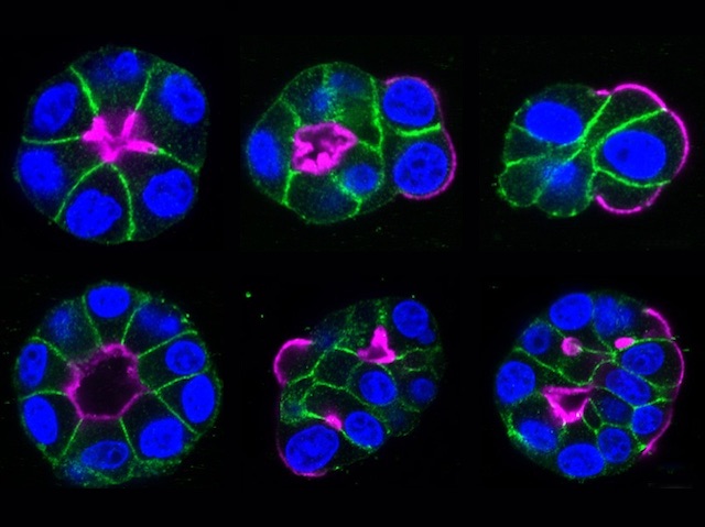 grups de cèl·lules epitelials amb les unions estretes marcades fluorescentment