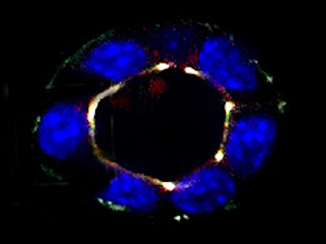 cercle de 6 cèl·lules amb els nuclis de color blau i marcatge fluorescent per la superfície