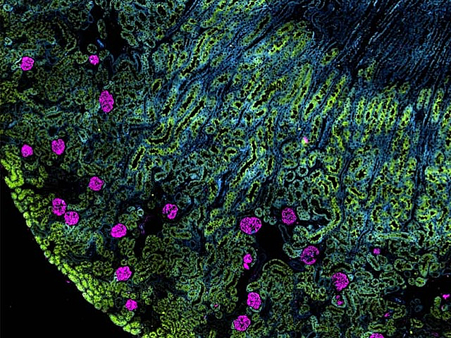 una secció de renyó amb marcada amb diferents pigments fluorescents