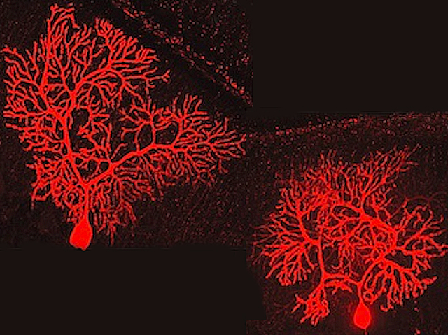 Dues neurones molt ramificades marcades amb fluorescència roja