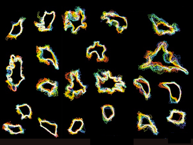 Contorns de cèl·lules tenyits amb múltiples colors per mostrar com es mouen