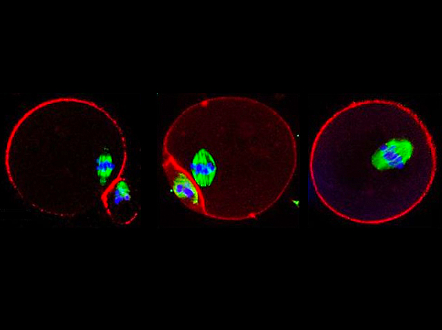 Oòcits i cossos polars amb els cromosomes i la perifèria marcats amb fluorescència