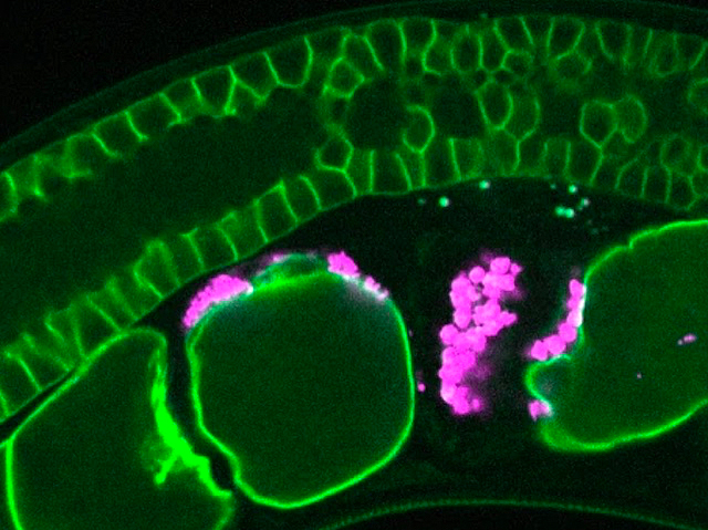 un òvul amb un grup d'espermatozoides, marcats amb fluorescència