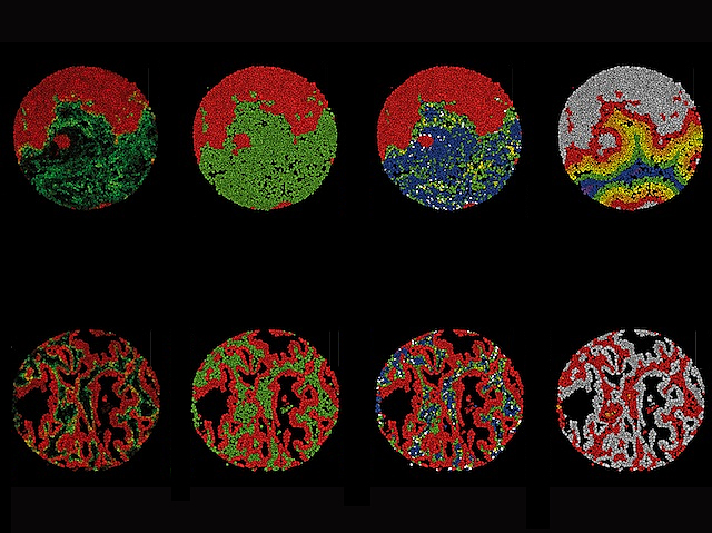 Huit mostres de càncer de pulmó amb diferents fenotips cel·lulars i de la seua distribució