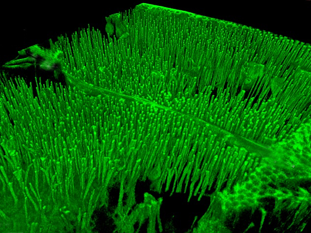 columnes verdes fluorescents molt pròximes entre elles en un fragment d'ala de mosca