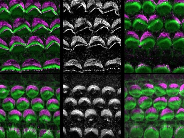 Sis imatges amb seccions del filaments sensorials formant dos files paral·leles