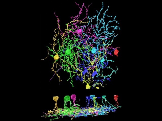 reconstrucció un grup neurones i les seues connexions acolorides, formant una xarxa