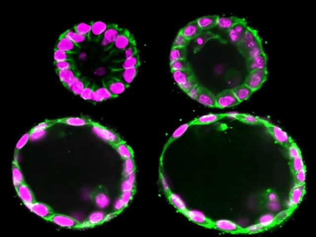 4 esferes de diferent mida tallades pel centre on es veu una cavitat central i la coberta feta per cèl·lules