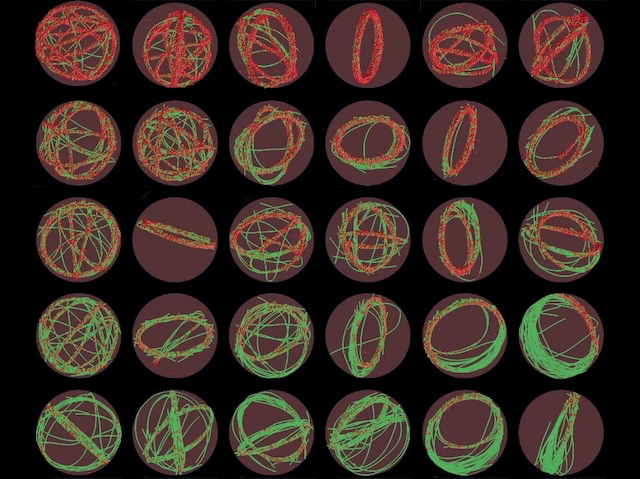 30 cercles mostrant els filaments d'actina amb diferents distribucions dins del cercle