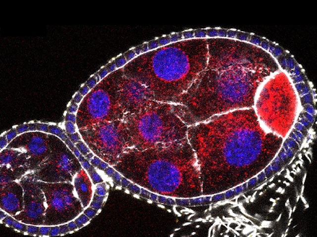 Un grup arrodonit de cèl•lules, amb el citoplasma roig i el nucli blau