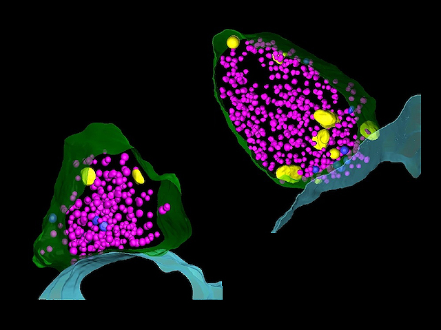 Compartiments presinàptics de neurones wild-type i deficients en FAM92A1