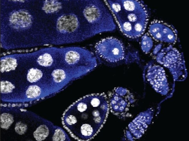 Microscòpia de cèl·lules en blau fosc amb els factors de transcripció com a  formes arrodonides blanques
