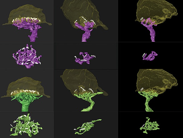 Sis parells d’imatges de models 3D d’una estructura composta per dues parts; la superior és una matriu densa i compacta amb aspecte mal·leable, mentre que la inferior està ramificada.