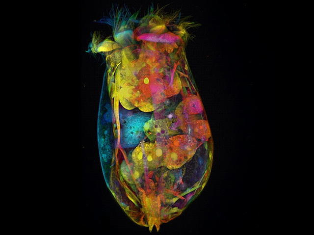 Forma ovalada amb el que pareix ser una boca subdividida en una corona de formes paregudes a petits dents amb cilis. A més, té l'interior ple de formes circulars i dues petites prolongacions triangulars en la part inferior de l'imatge