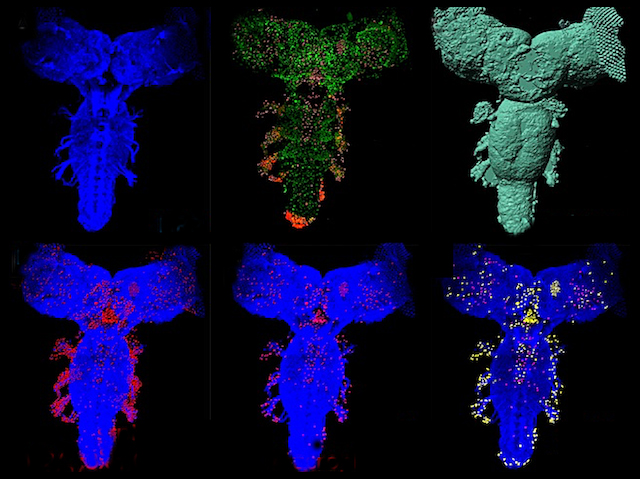 Sis representacions d’una estructura en forma de T obtingudes amb diferents mètodes com la microscòpia (es poden veure diferents colors; blau, verd, roig, groc i taronja) o la criofractura (s’observa el relleu de la mostra).