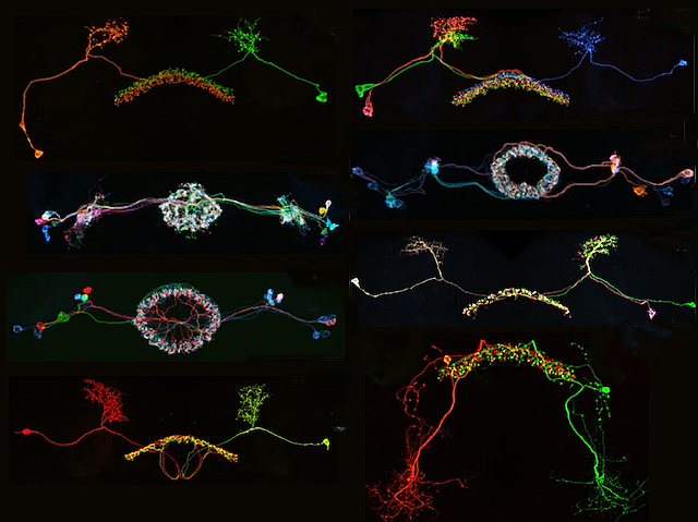 8 imatges de filaments de diferents colors i disposicions; algunes formen una circumferència mentre que altres formen un entramat tubular.