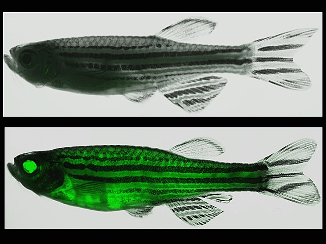 Fluorescència verda al peix zebra
