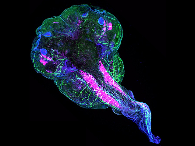 Embrió de granota tenyit en blau, verd, morat i rosa