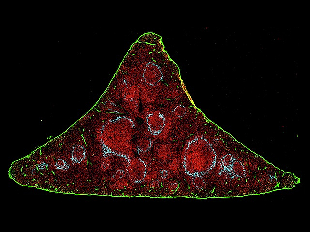 Fotografia al microscopi de cèl·lules mare hematopoètiques tenyides de roig, verd i blau