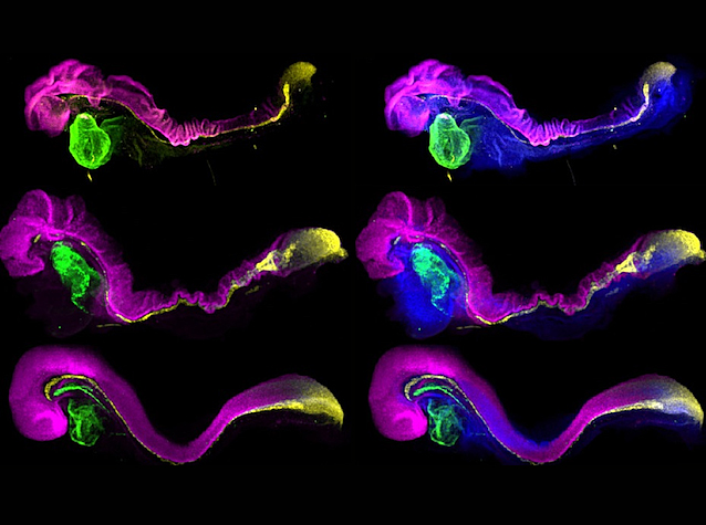 Organogènesi de ratolí