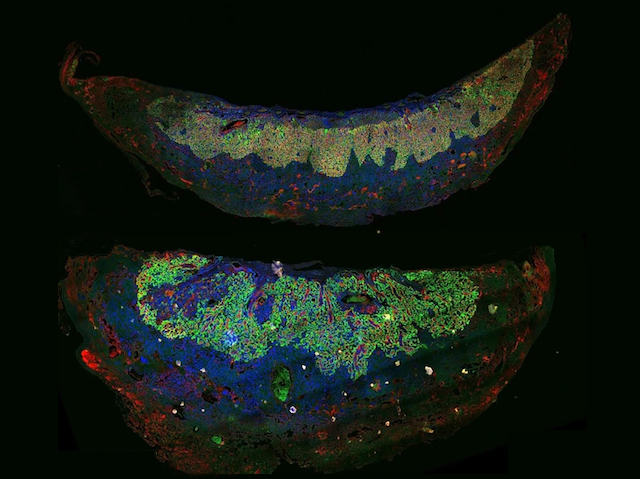 Placenta de ratolí en colors fluorescents