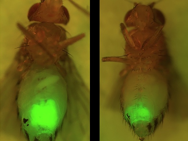 Càncer fluorescent en mosca del vinagre