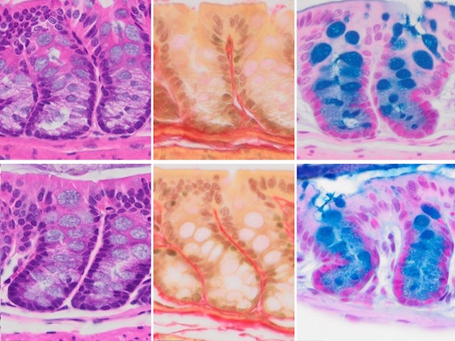 Cèl·lules intestinals de ratolí