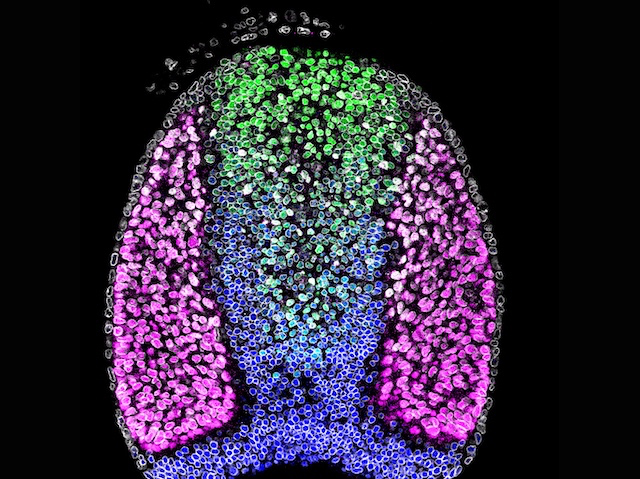 òval recobert per una capa de cercles petits i amb l'interior replet de cercles en disposició irregular excepte en el centre que està separat dels extrems dret i esquerre de l'òval