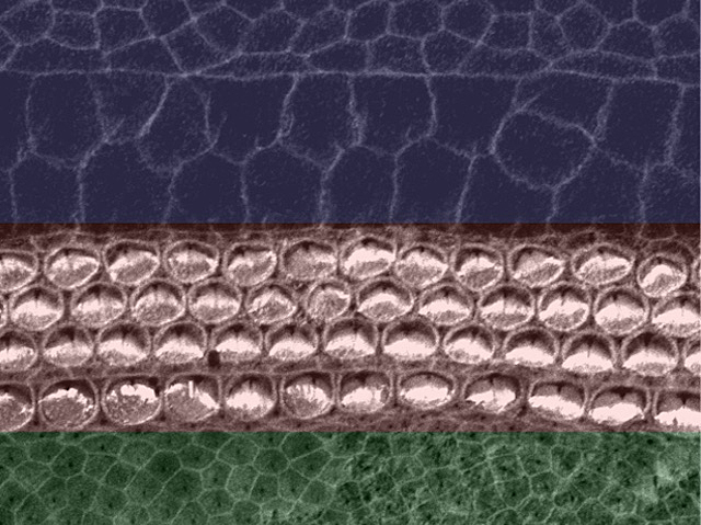 Tres estructures a mode de capes situades una amunt de l'altra. La de més amunt té com una mena d'escames, la segona cercles i la de més avall formes com escames però menys llargues