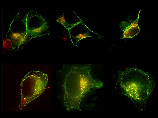 6 imatges d'una estructura arredonida irregular amb tonalitats verdes i algun matís roig.