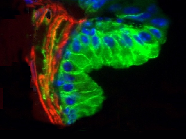 Estructura de color verd en forma de L formada per diferents seccions transversals. En la banda superior d'aquestes seccions s'observen unes esferes allargades irregulars de color blau. Sobre l'extrem més curt de la L, hi ha una estructura allargada formada per 3 filaments de color roig.