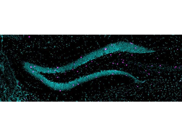 Gir dentat de ratolí