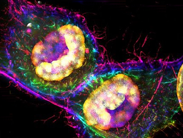 dos cèl·lules redones juntes amb la vora morada i línies blaves o verdes pel seu interior, amb els nuclis grans i grocs