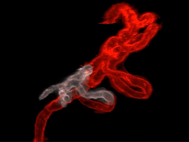 un filament plegat de color roig i, damunt d'ell, un més menut blanc