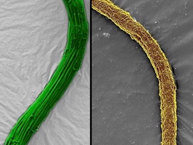 un filament verd a l'esquerra i un filament groc a la dreta