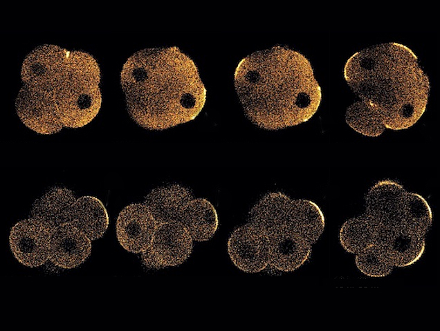 8 grups de 4-8 cèl·lules que tenen a la part externa un segment brillant