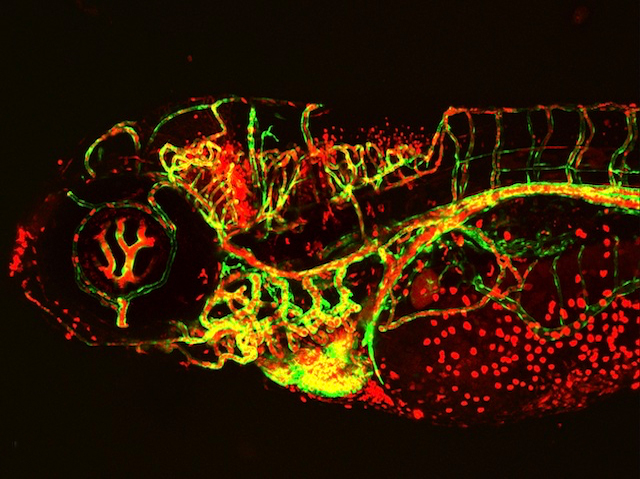 Una forma corbada que s’estén com una cinta, amb filaments que la travessen i petits punts incrustats en patrons regulars al llarg del seu eix.