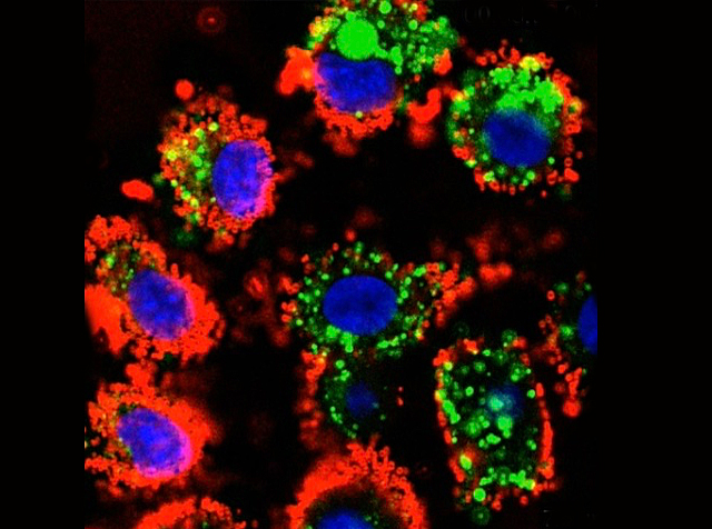 uns pocs òvals blau envoltats per punts verds i rojos