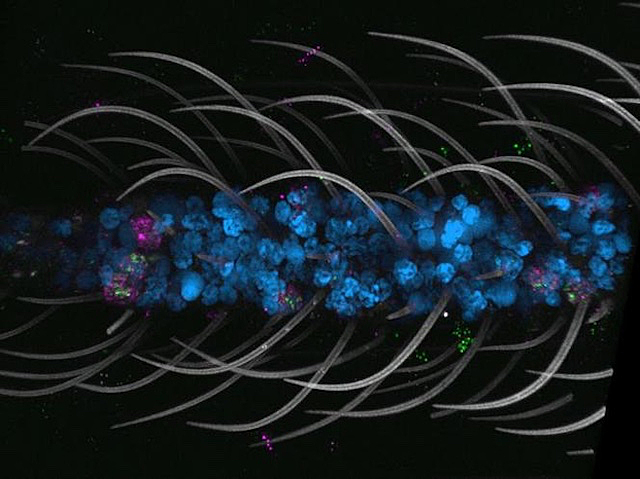 una franja central amb cercles blaus i filaments corbats blancs, a la part superior i inferior