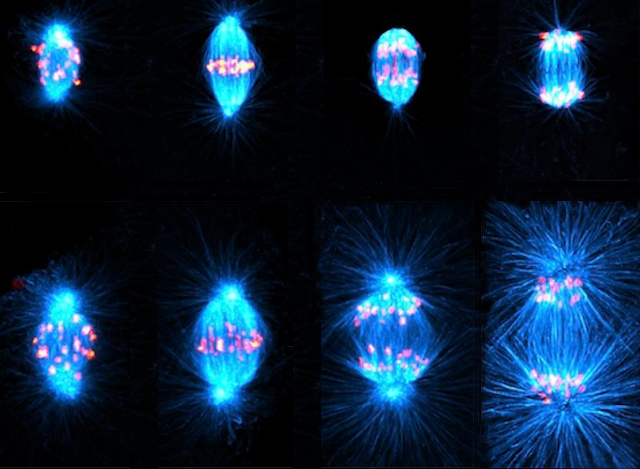 8 imatges de cèl·lules dividint-se, 4 dalt i 4 baix, on es veuen filaments blaus que són més llargs en els 4 imatges inferiors